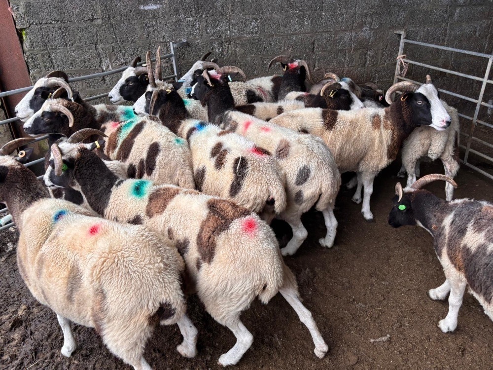 15 FLOCK AGE JACOB EWES - BIDS PER LIFE