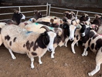 15 FLOCK AGE JACOB EWES - BIDS PER LIFE - 2