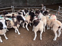 15 FLOCK AGE JACOB EWES - BIDS PER LIFE - 3
