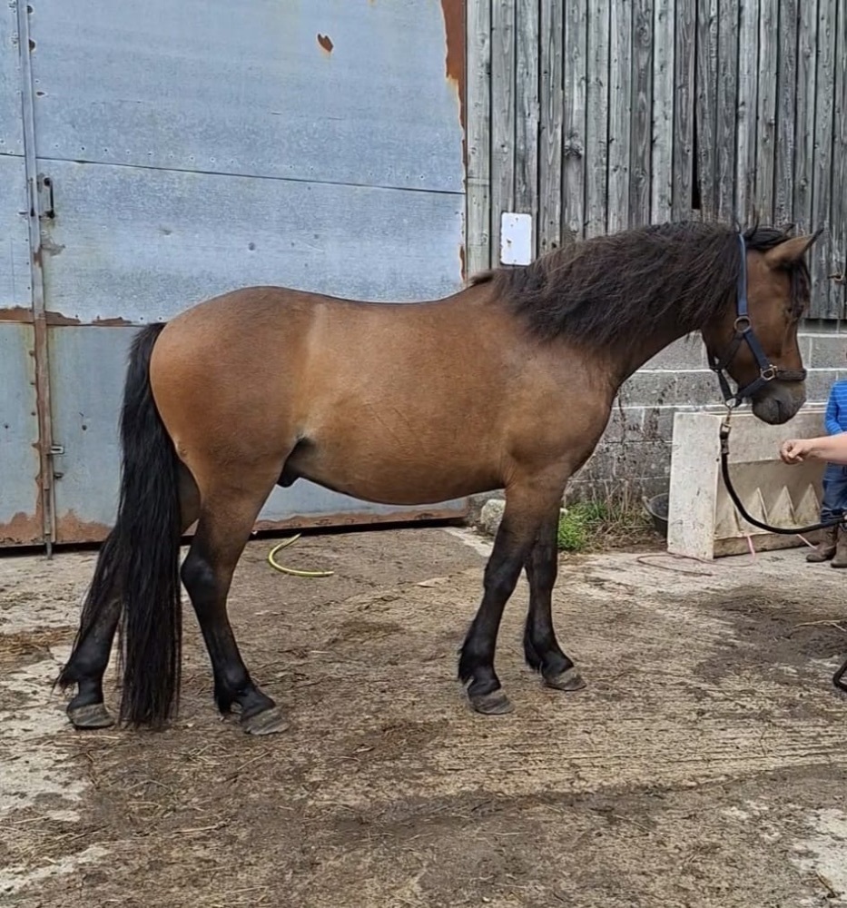4YO 13.2HH DARTMOOR GELDING