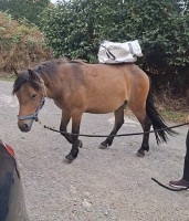4YO 13.2HH DARTMOOR GELDING - 3