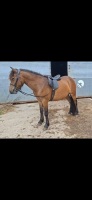 4YO 13.2HH DARTMOOR GELDING - 4