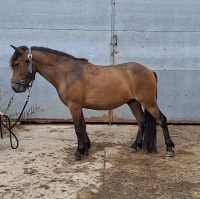 4YO 13.2HH DARTMOOR GELDING - 5