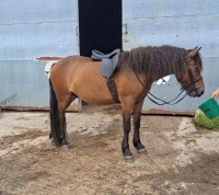 4YO 13.2HH DARTMOOR GELDING - 7