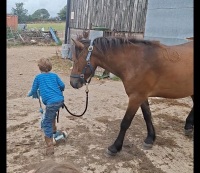 4YO 13.2HH DARTMOOR GELDING - 8