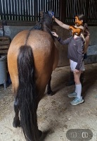 4YO 13.2HH DARTMOOR GELDING - 10