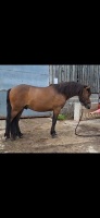 4YO 13.2HH DARTMOOR GELDING - 12