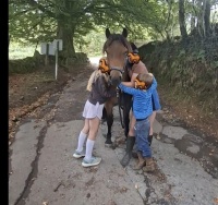 4YO 13.2HH DARTMOOR GELDING - 14