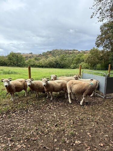 7 X 4YO EXMOOR HORN EWES - BIDS PER LIFE