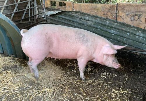 12MO LARGE WHITE X PIETRAIN GILT