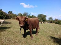 15MO PEDIGREE DUN DEXTER BULL - 4