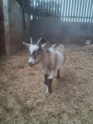 2 X 4MO PYGMY WETHER KIDS - BIDS PER LIFE