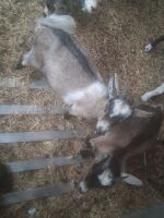 2 X 4MO PYGMY WETHER KIDS - BIDS PER LIFE - 2