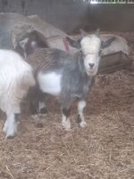 6MO PYGMY BILLY KID