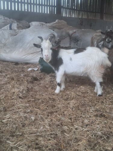 4MO PYGMY BILLY KID
