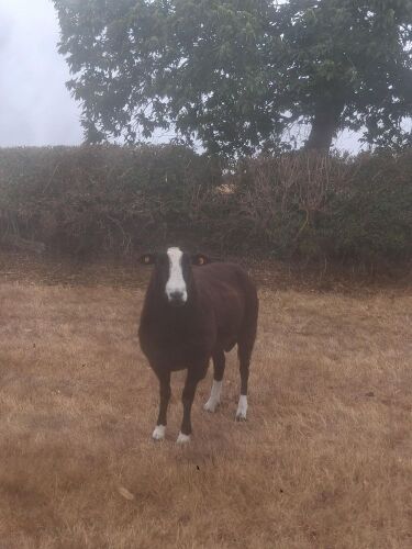 PEDIGREE ZWARTBLE RAM
