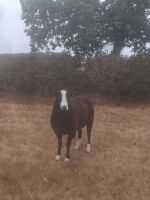 PEDIGREE ZWARTBLE RAM