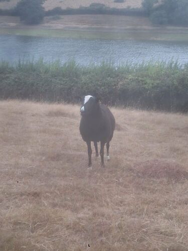 PEDIGREE ZWARTBLE SHEARLING RAM