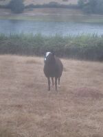 PEDIGREE ZWARTBLE SHEARLING RAM