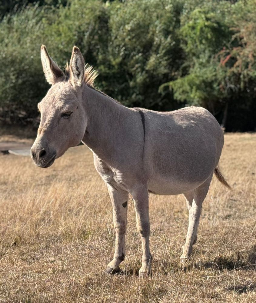15YO MEDITERRANEAN MINI X JACK DONKEY