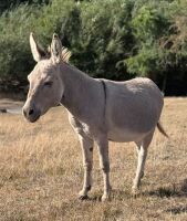 15YO MEDITERRANEAN MINI X JACK DONKEY