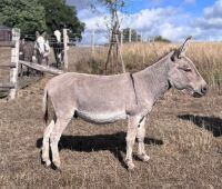 15YO MEDITERRANEAN MINI X JACK DONKEY - 2