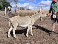 15YO MEDITERRANEAN MINI X JACK DONKEY - 4