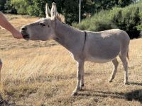 15YO MEDITERRANEAN MINI X JACK DONKEY - 5