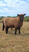 PEDIGREE COLOURED RYELAND EWE LAMB