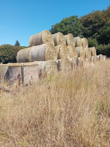 46 ROUND BALES OF 2026 HAY - BIDS PER BALE