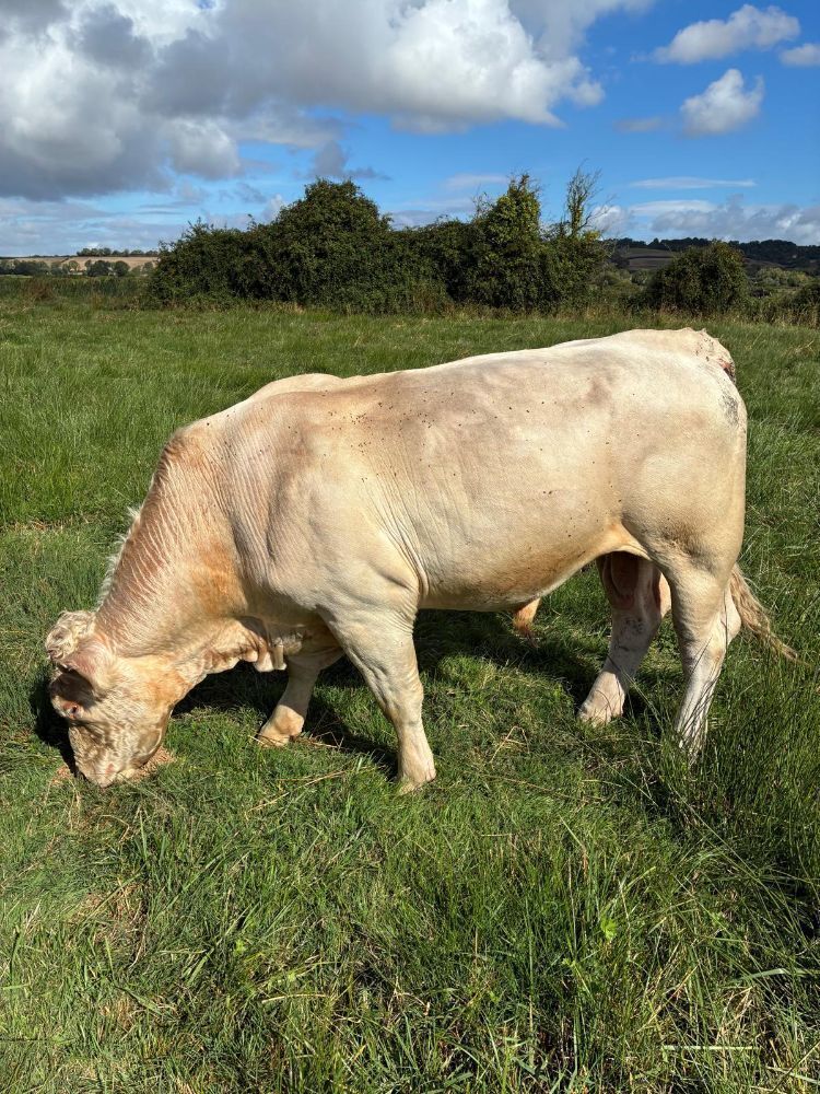 4YO PEDIGREE CHAROLAIS BULL