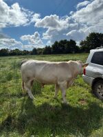 4YO PEDIGREE CHAROLAIS BULL - 3