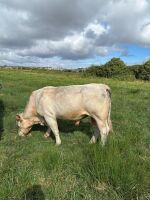 4YO PEDIGREE CHAROLAIS BULL - 4