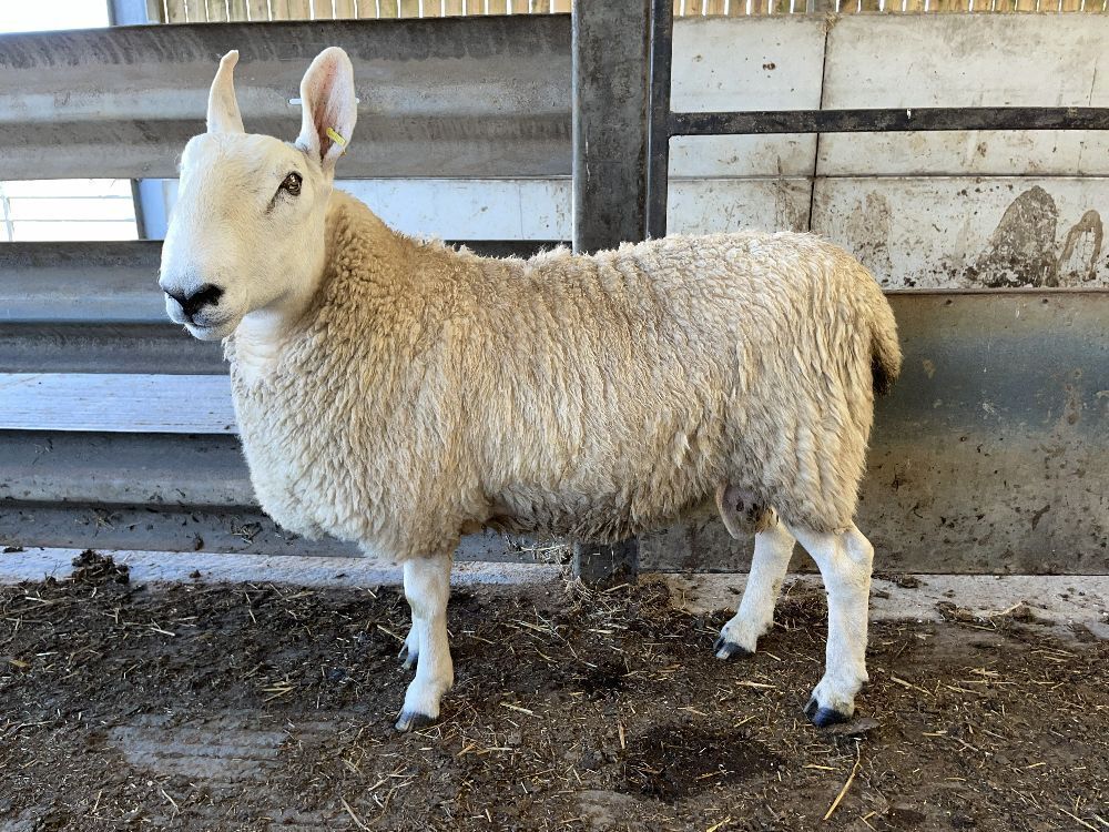 BORDER LEICESTER SHEARLING RAM