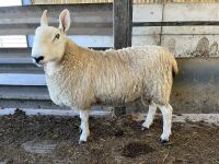 BORDER LEICESTER SHEARLING RAM