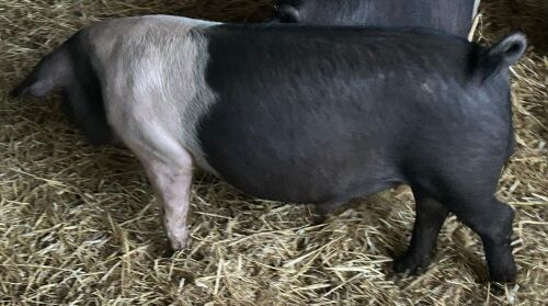 2 X 4MO SADDLEBACK BOARS - BIDS PER LIFE