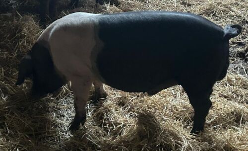 2 X 4MO SADDLEBACK BOARS - BIDS PER LIFE