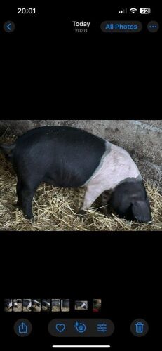 2 X 4MO SADDLEBACK GILTS - BIDS PER LIFE