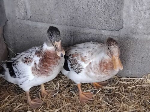 2 FEMALE APPLEYARD BANTAM DUCKS - BIDS PER LIFE