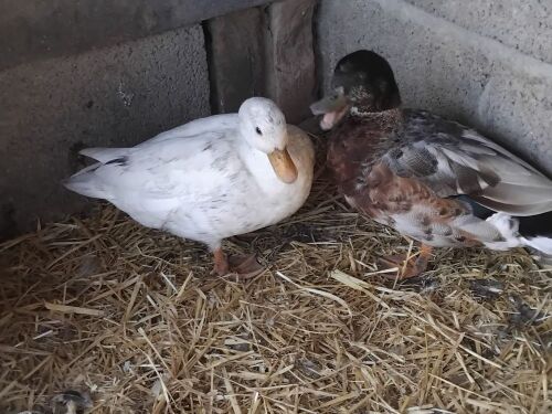 PAIR OF CALL DUCKS - BIDS PER LIFE