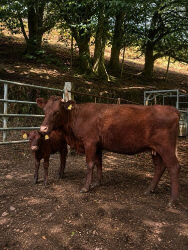 3YO DEVON COW & HEIFER CALF - BIDS FOR THE GROUP