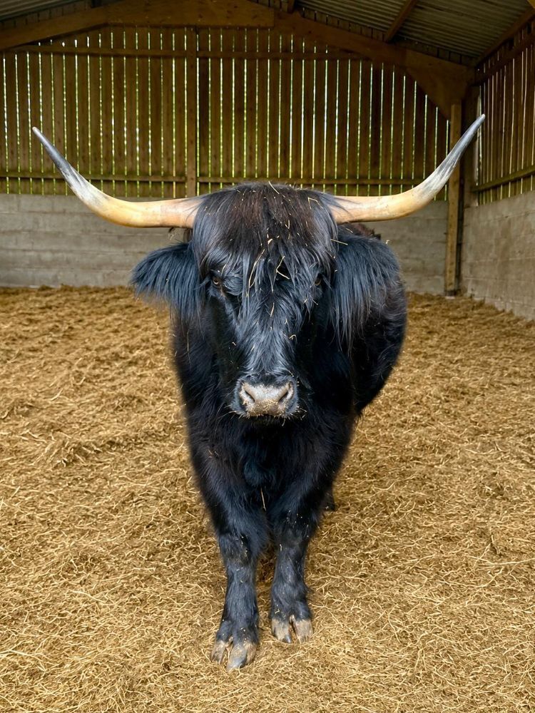 5YO HIGHLAND COW & DEVON X HEIFER CALF - BIDS FOR THE GROUP
