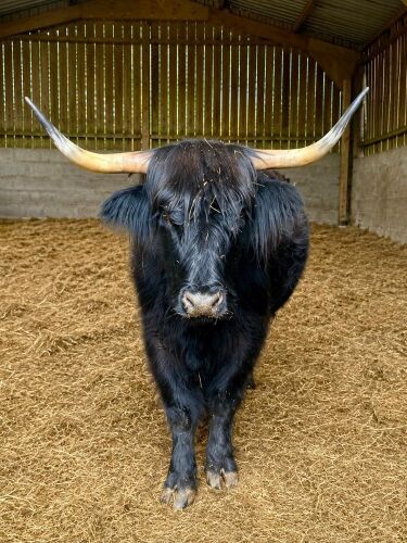 5YO HIGHLAND COW & DEVON X HEIFER CALF - BIDS FOR THE GROUP