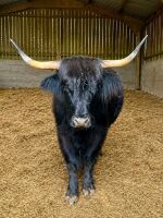 5YO HIGHLAND COW & DEVON X HEIFER CALF - BIDS FOR THE GROUP
