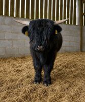 14MO HIGHLAND BULL