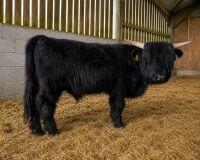 14MO HIGHLAND BULL - 2