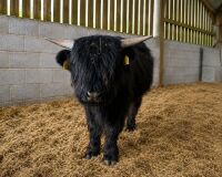 14MO HIGHLAND BULL - 3