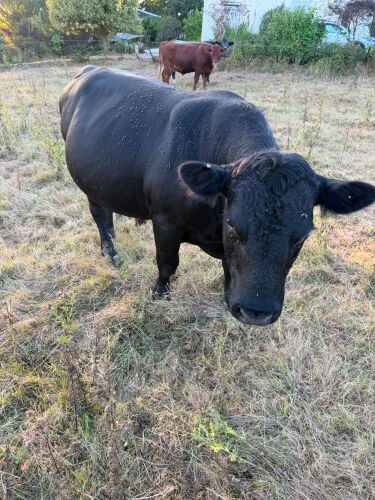 27MO ABERDEEN ANGUS BULL