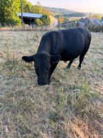 27MO ABERDEEN ANGUS BULL - 2