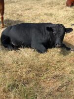 27MO ABERDEEN ANGUS BULL - 3